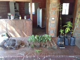 Policia civil de Goianésia prende homem próximo a Juscelândia que plantava maconha e matava Jacaré