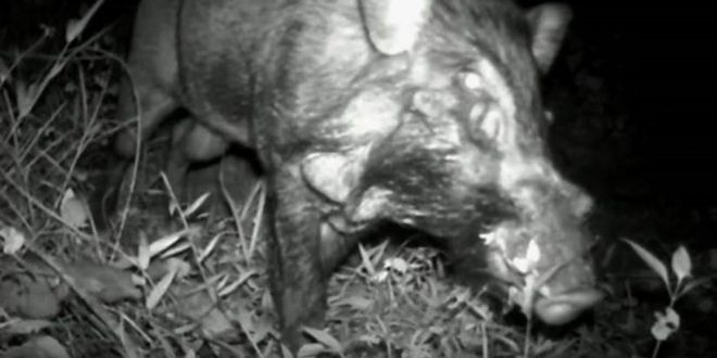 Cientistas registram pela 1ª vez imagens de ‘porco mais feio do mundo’ na natureza