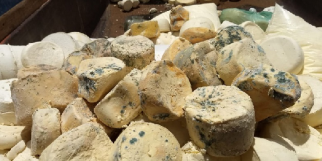 18 toneladas queijo são apreendidas em laticínio clandestino de Campinaçu