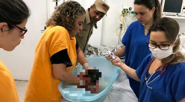 Polícia Civil não vai indiciar mãe que jogou recém-nascido pelo muro