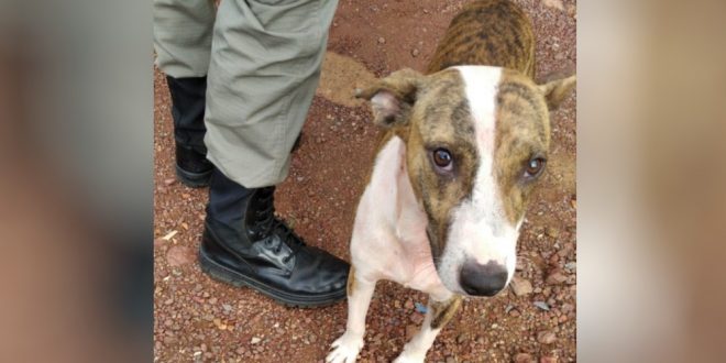 Cão avança e evita que homem continue esfaqueando mãe e filha de adolescente que não quis se relacionar com ele, diz PM