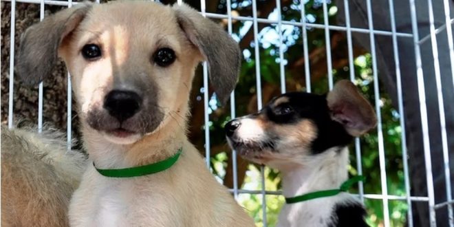 Lei que permite transporte de até dois animais em ônibus intermunicipais é sancionada em Goiás