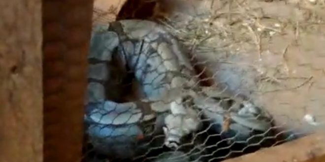 Polícia encontra cinco cobras que estavam sendo criadas dentro de construção, em Pontalina