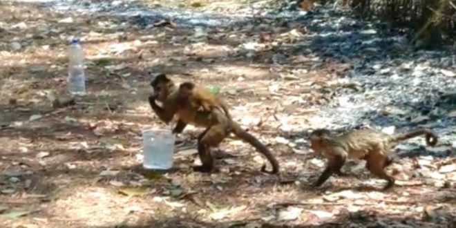 Com filhote nas costas, macaca bebe água deixada por professor após fogo em mata de Goiânia;