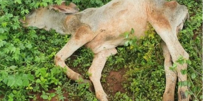 Dono de fazenda some e deixa gado morrer de fome em São Luiz do Norte