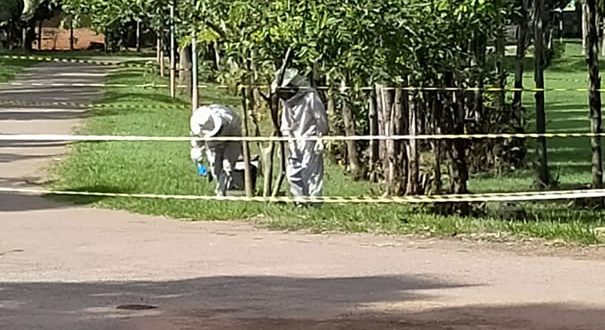 Bombeiros conclui contenção de abelhas no Parque da Lago