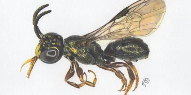 Pesquisadores descobrem nova espécie de abelha em fazenda de Água Fria de Goiás
