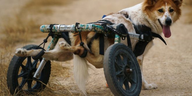 Ameaçados pela pandemia, cães deficientes ganham cadeirinhas de rodas na Tailândia