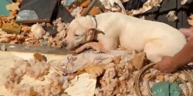 ONGs resgatam pit bulls, gatos e peixe que estavam trancados em casa desocupada, em Goiânia