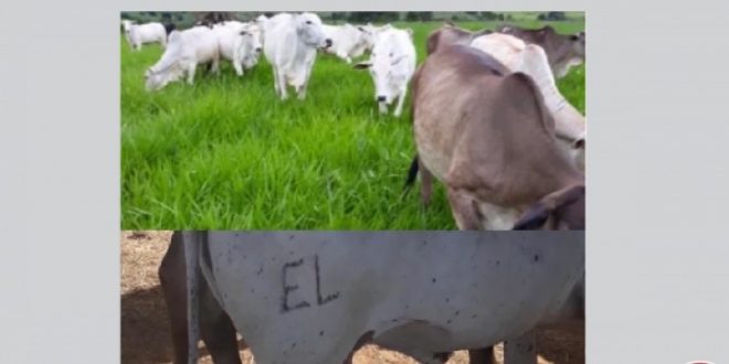 Criminosos furtam 04 cabeças de gado nelore e 01 girolando na Fazenda Canto Galo em Jaraguá