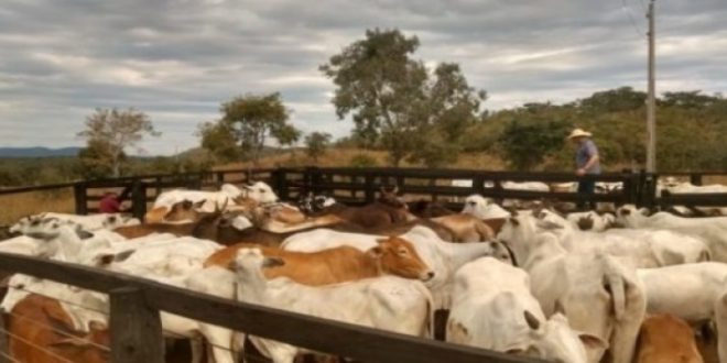 Polícia recupera em Crixás quase 30 cabeças de gado furtadas na zona rural de Itapaci