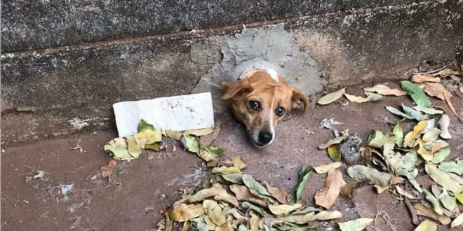 Cadela fica com cabeça presa em buraco no muro, em Quirinópolis