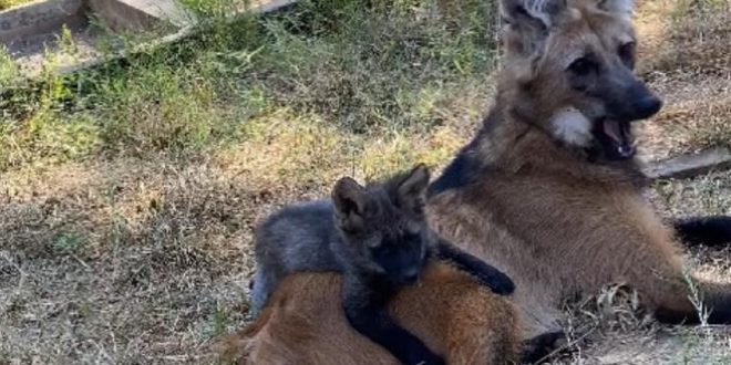 Ameaçada de extinção, lobo-guará dá à luz quatro filhotes no Zoológico de Goiânia