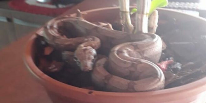 Dona de casa encontra jiboia dentro de vaso de planta em Hidrolândia;