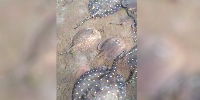 Fazendeiros e moradores estão assustados com a morte de centenas de peixes no Rio dos Bois, em Alto Horizonte