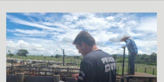 Polícia Civil recupera R$ 600 mil em gado furtado, em Itapirapuã