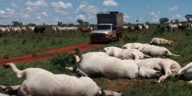 Fio de energia cai em pasto e mata 34 vacas em fazenda