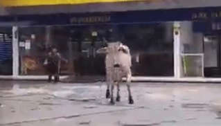 Vaca transportada em balsa foge de abate, invade loja e causa tumulto vidéo