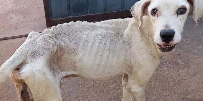 Homem é preso por suspeita de maus-tratos contra três cães encontrados desnutridos em Iporá
