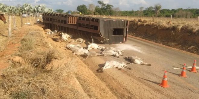 Quase 20 bezerros morrem após caminhão tombar na GO-239, em Mundo Novo