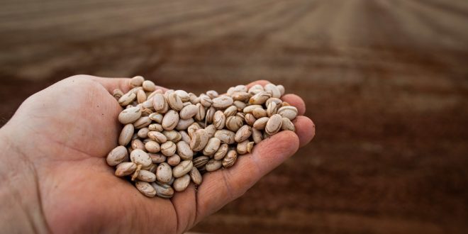 Goiás deve crescer produção de arroz e feijão ante a tendência de queda no país