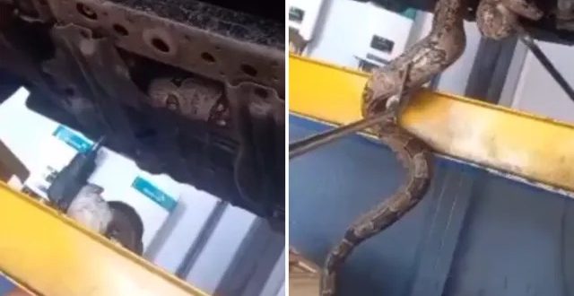 Cobra despenca de motor de carro e é resgatada por bombeiros em oficina;