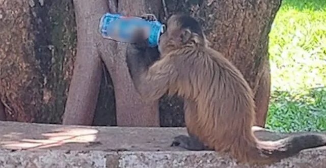 Foto de macaco bebendo energético em universidade de Goiânia viraliza na web