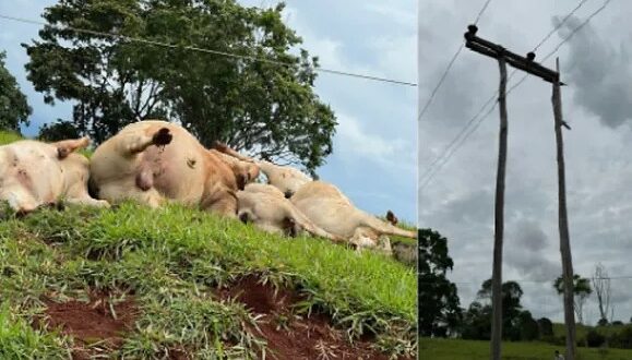 Rede elétrica da Equatorial causa morte de 13 animais em Ceres e Ipiranga de Goiás