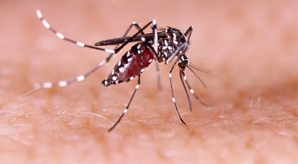 Secretaria Estadual de Saúde confirma que Goiás já tem mais de 15 mil casos de Dengue