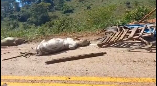 Carreta carregada com gado tomba entre Juscelândia e Goianésia, várias cabeças de gado morreram