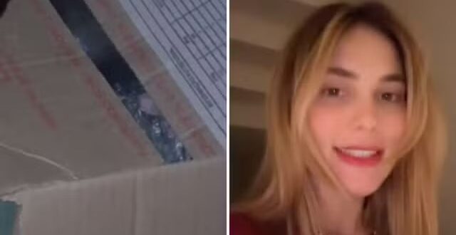 Virginia encontra gambá dentro de caixa em casa: ‘Pensei que era rato’