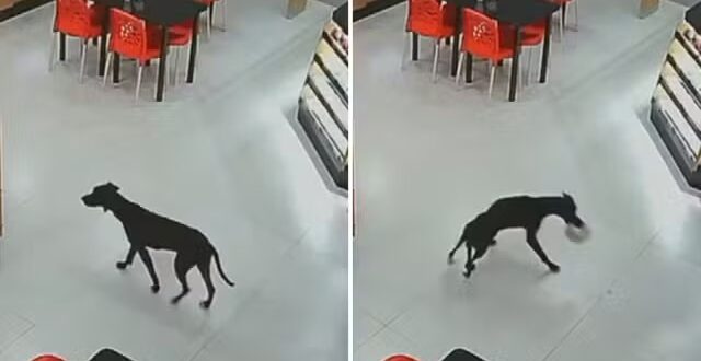 Cachorro entra em padaria, ‘furta’ bolo e sai de fininho; vídeo
