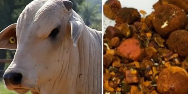 Pedra de fel: Funcionário de frigorífico é preso suspeito de furtar pedra de vesícula de boi que pode valer tanto quanto ouro