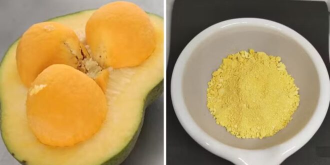Pequi em pó: pesquisa da UFG desenvolve variação do fruto para ser usada na culinária e na indústria farmacêutica