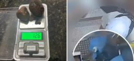 Pedra de fel: Funcionários de frigorífico são presos suspeitos de furtar pedra de vesícula de boi;