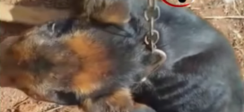 Maus tratos a cachorro causam indignação em Goianésia