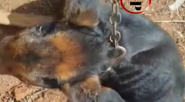 Maus tratos a cachorro causam indignação em Goianésia