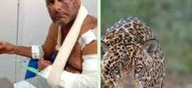 Gerente de fazenda é atacado por onça durante contagem de gado em Campinaçu