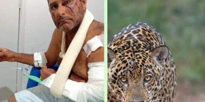 Gerente de fazenda é atacado por onça durante contagem de gado em Campinaçu
