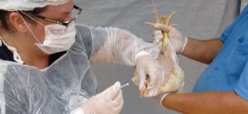 Goiás decreta situação de emergência zoossanitária preventiva contra a gripe aviária