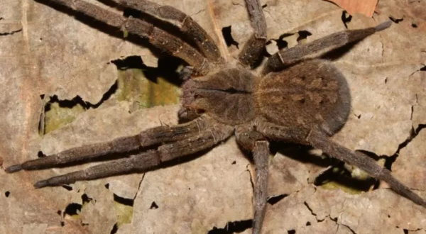 Aranha que vive em Goiás tem picada que causa até duas horas de ereção