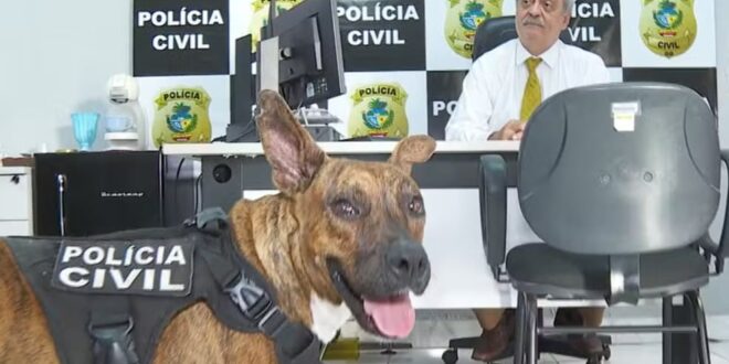 Cão é adotado em delegacia e vira mascote ‘inspetor’ de grupo de proteção de animais