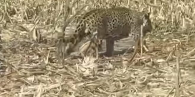 Onça é avistada no último dia 12 de Junho em milharal colhido na zona rural de Goianésia (GO)