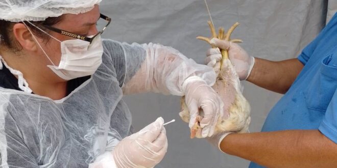 Agrodefesa reforça estado de alerta e ações de prevenção contra a gripe aviária em Goiás