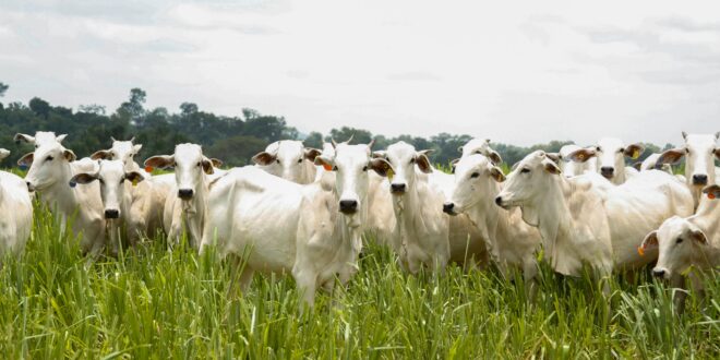 Goiás bate recorde no abate de bovinos no 1º trimestre de 2025