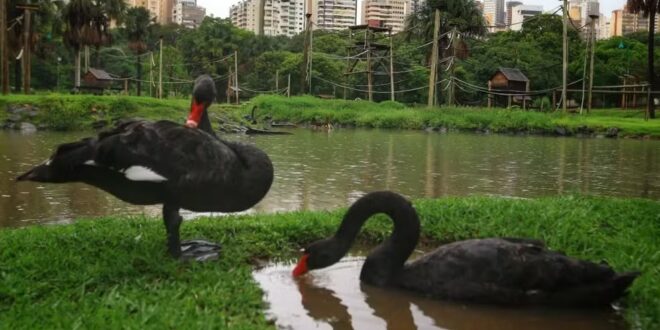 Cisne negro morre no zoológico de Goiânia, e local é fechado para investigar gripe aviária, diz prefeitura