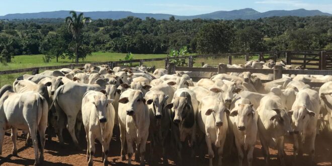 Declaração obrigatória de rebanho em Goiás pode ser feita até 15 de julho