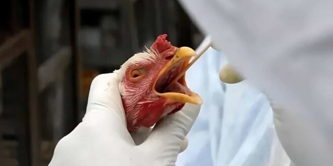 Goiás já soma três casos suspeitos de gripe aviária sob investigação da Agrodefesa