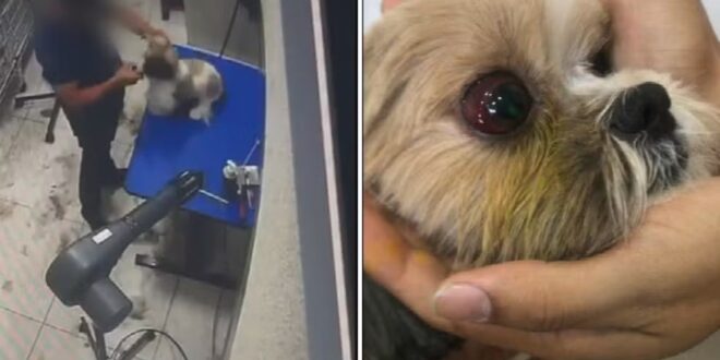 Cadela filmada sendo agredida durante tosa em Aparecida de Goiânia teve lesão no olho, diz delegado