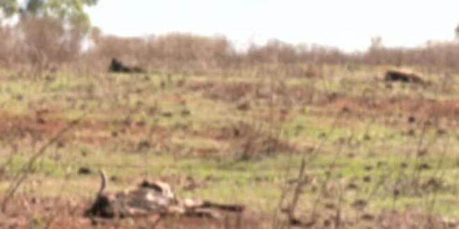 Mais de 80 cabeças de gado morrem em fazenda de Goiás por maus-tratos, diz delegado